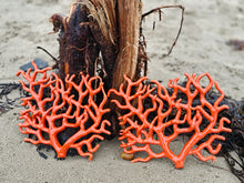 Load image into Gallery viewer, Coral Various
