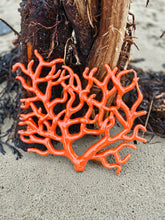 Load image into Gallery viewer, Coral Various