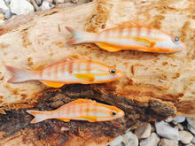 Load image into Gallery viewer, Painted Comber