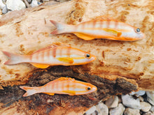 Load image into Gallery viewer, Painted Comber