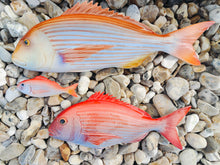 Load image into Gallery viewer, Red Snapper 53cm