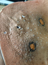 Load image into Gallery viewer, Cuckoo Ray