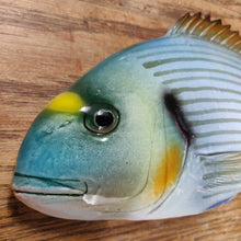 Load image into Gallery viewer, Sea Bream Gilthead Large