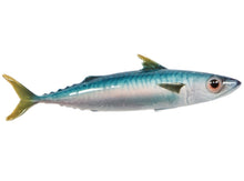 Load image into Gallery viewer, Bullet Tuna