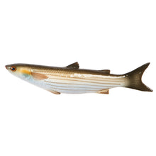 Load image into Gallery viewer, Grey Mullet