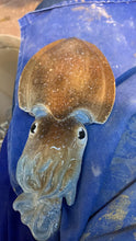 Load image into Gallery viewer, Cuttlefish 21cm