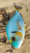 Load image into Gallery viewer, Sea Bream Gilthead Small
