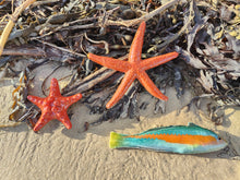 Load image into Gallery viewer, Starfish A Orange