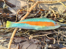 Load image into Gallery viewer, Rainbow Wrasse Small