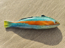 Load image into Gallery viewer, Rainbow Wrasse Small