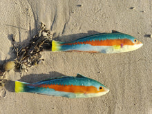 Load image into Gallery viewer, Rainbow Wrasse Small