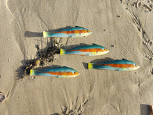 Load image into Gallery viewer, Rainbow Wrasse Small