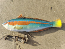 Load image into Gallery viewer, Rainbow Wrasse