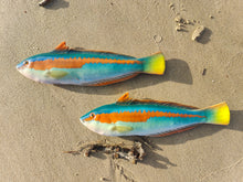 Load image into Gallery viewer, Rainbow Wrasse