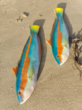 Load image into Gallery viewer, Rainbow Wrasse