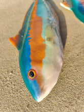 Load image into Gallery viewer, Rainbow Wrasse