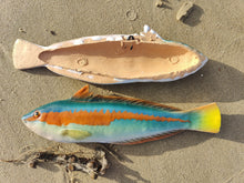 Load image into Gallery viewer, Rainbow Wrasse