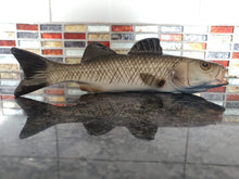 Load image into Gallery viewer, Sea Bass Medium