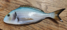 Load image into Gallery viewer, Sea Bream Gilthead Large