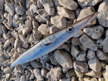 Load image into Gallery viewer, Barracuda Large