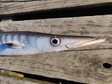 Load image into Gallery viewer, Barracuda Large