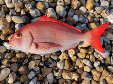 Load image into Gallery viewer, Red Snapper 36cm