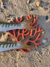 Load image into Gallery viewer, Barracuda