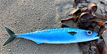 Load image into Gallery viewer, Mackerel