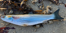 Load image into Gallery viewer, Grey Mullet