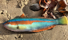 Load image into Gallery viewer, Rainbow Wrasse