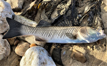 Load image into Gallery viewer, Sea Bass Medium