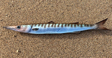 Load image into Gallery viewer, Barracuda