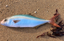 Load image into Gallery viewer, Atlantic Amberjack