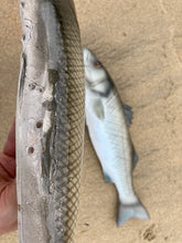Load image into Gallery viewer, Sea Bass Large Right