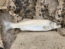 Load image into Gallery viewer, Sea Bass Large Right