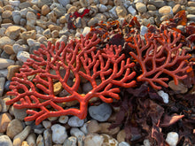 Load image into Gallery viewer, Coral Various