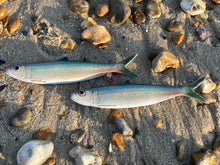 Load image into Gallery viewer, Pilchard