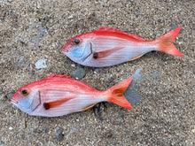 Load image into Gallery viewer, Red Snapper 17cm