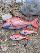 Load image into Gallery viewer, Red Snapper 17cm