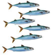 Load image into Gallery viewer, Mackerel