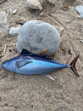 Load image into Gallery viewer, Yellowfin Tuna 40cm