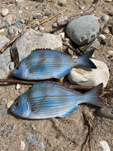 Load image into Gallery viewer, Sea Bream Black 24cm