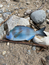 Load image into Gallery viewer, Sea Bream Black 24cm