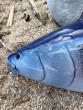 Load image into Gallery viewer, Yellowfin Tuna 40cm