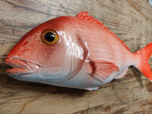 Load image into Gallery viewer, Red Snapper 36cm