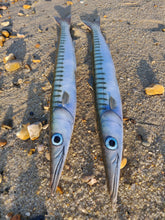 Load image into Gallery viewer, Barracuda