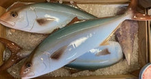 Load image into Gallery viewer, Atlantic Amberjack