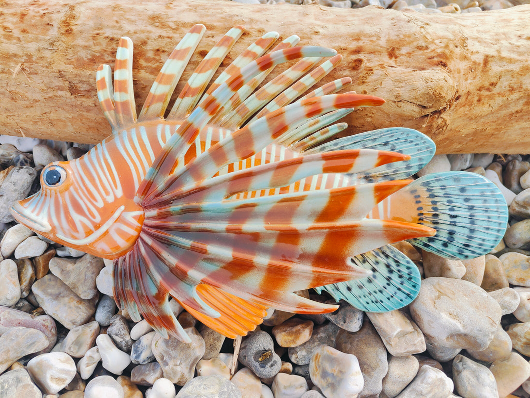 Scorpion/Lion Fish 50cm