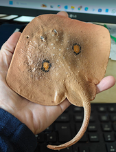 Load image into Gallery viewer, Cuckoo Ray
