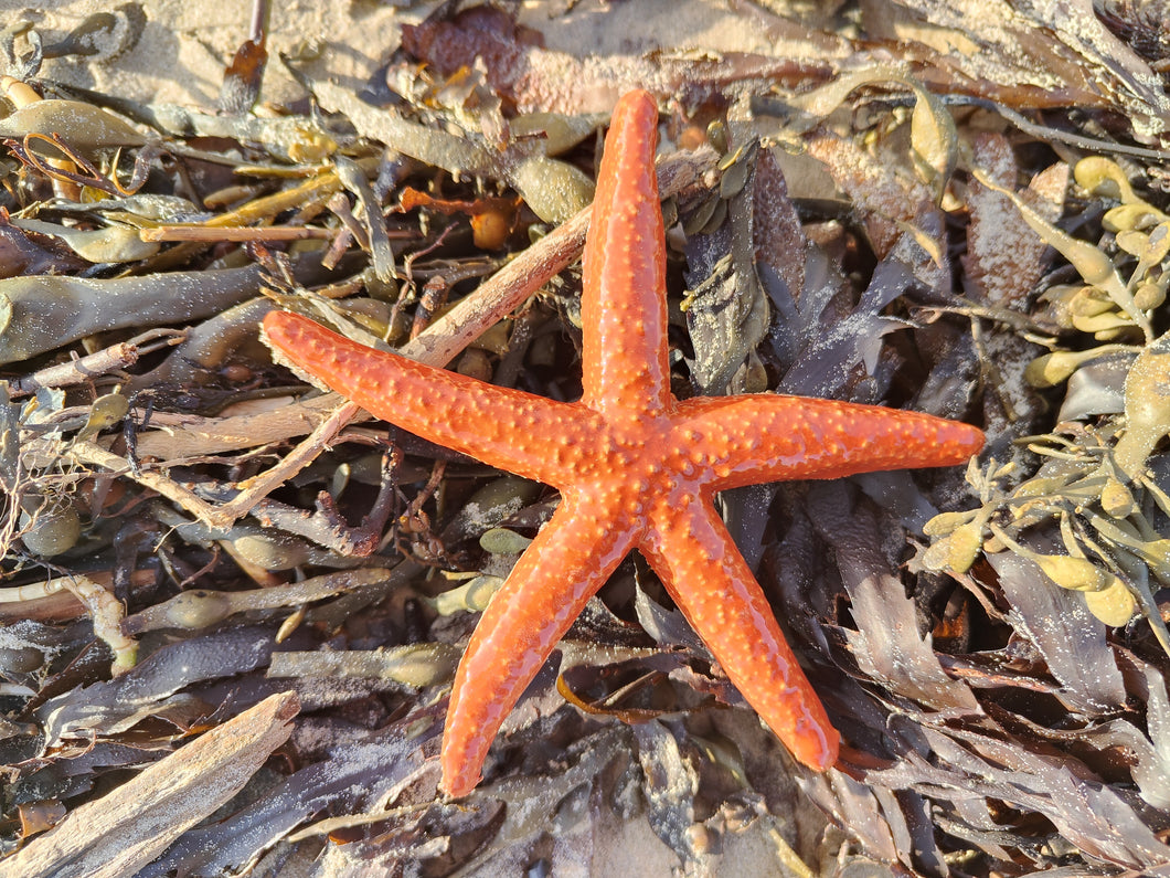 Starfish A Orange